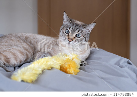 Cat playing with toys 114798894