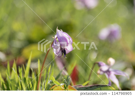 盛開的花朵 114798905