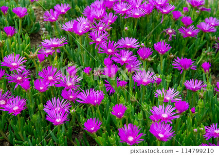 A sudden bloom of daisies 114799210