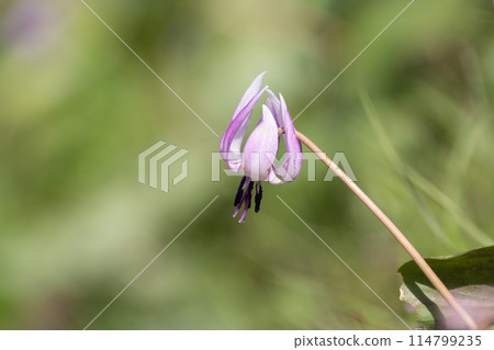 盛開的花朵 114799235