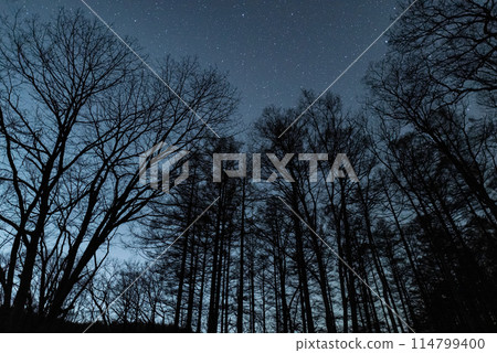 Beautiful starry sky in the forest Beautiful starry sky in the forest 114799400