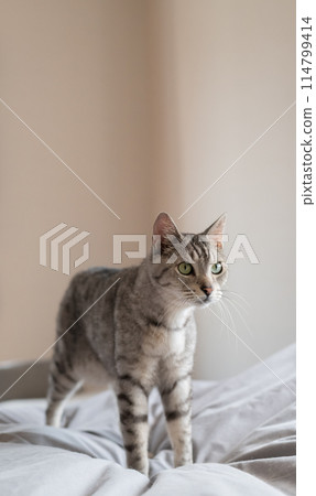 Cat on the bed, brown tabby cat Cat on the bed, brown tabby cat 114799414