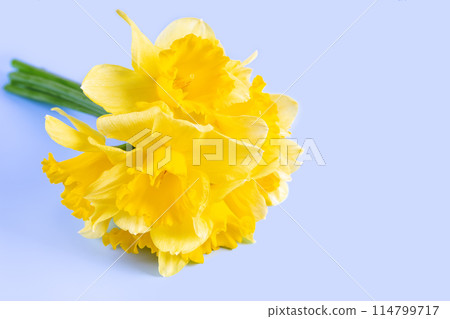 Bouquet of yellow daffodils, narcissus on blue background with copy space 114799717