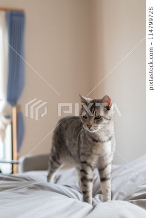 Cat on the bed, brown tabby cat 114799728