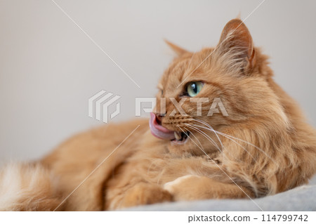 A staring cat, a tea tabby cat 114799742