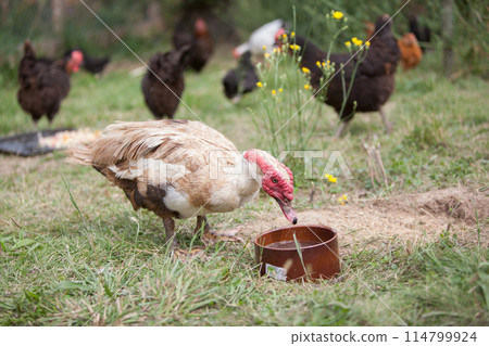 Muscovy duck in the garden in summer 114799924