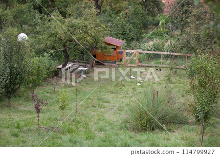 Permaculture garden with chickens in the evening 114799927