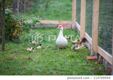 Muscovy duck awith little ducklings 114799949