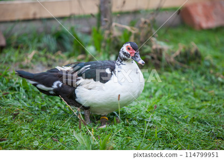 Muscovy duck at cloudy day in autumn 114799951