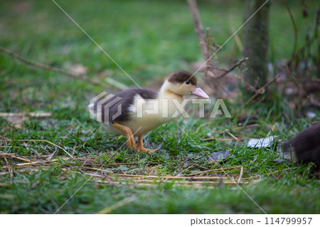 Little duckling of Muscovy duck at cloudy day in autumn 114799957