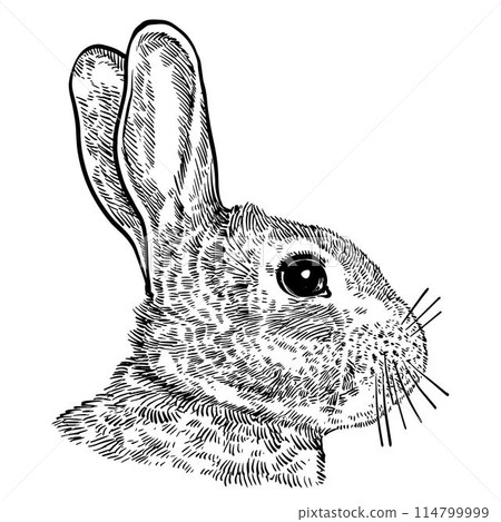 Vintage black and white drawing of a bunny Vintage black and white drawing of a bunny 114799999