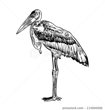 Marabou stork, black hand drawn sketch Marabou stork, black hand drawn sketch 114800006