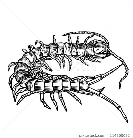 Sketch Centipede Sketch Centipede 114800022