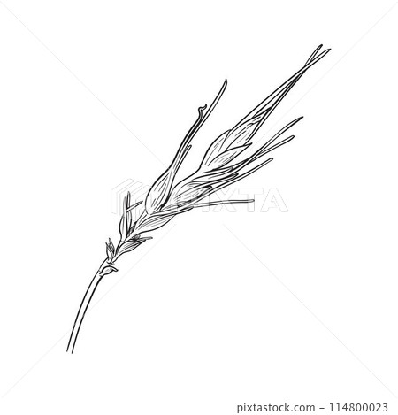 Sketch wheat 114800023