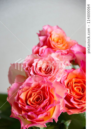 Gradation color rose Gradation color rose 114800064