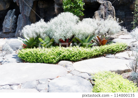 beautiful natural green panorama as a background beautiful natural green panorama as a background 114800135