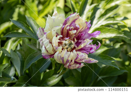 Paeonia Itoh Hybrids Lolliepop in the spring garden 114800151