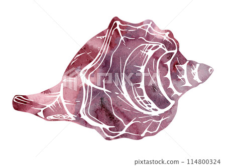 Watercolor and ink hand drawn marine life, sea ocean underwater creatures. fish, shells algae seaweed. Single object illustration, stylized, isolated on white. Zoo shop, aquarium, cosmetics, resort 114800324