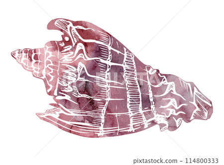 Watercolor and ink hand drawn marine life, sea ocean underwater creatures. fish, shells algae seaweed. Single object illustration, stylized, isolated on white. Zoo shop, aquarium, cosmetics, resort Watercolor and ink hand drawn marine life, sea ocean underwater creatures. fish, shells algae seaweed. Single object illustration, stylized, isolated on white. Zoo shop, aquarium, cosmetics, resort 114800333