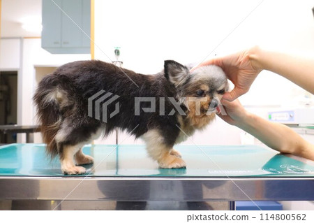 吉娃娃女孩穆醬在獸醫院接受檢查♡ 114800562