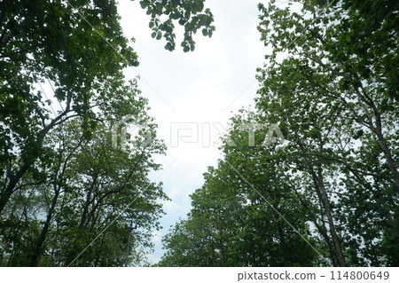 green forest with sunlight green forest with sunlight 114800649