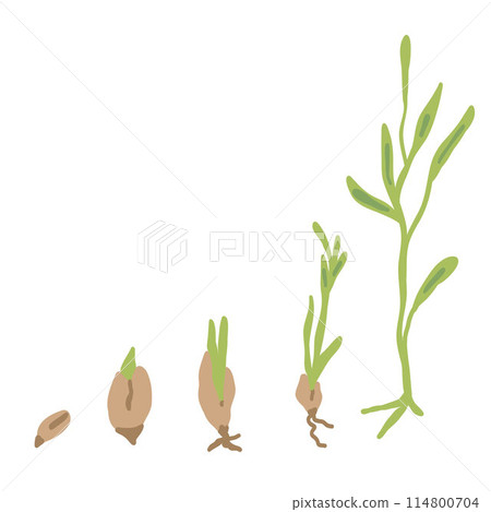 Grow your own growing plant infographic flat design plants from seed Grow your own growing plant infographic flat design plants from seed 114800704
