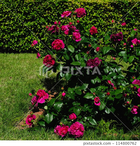 Red-purple rose "Allegory" Red-purple rose "Allegory" 114800762
