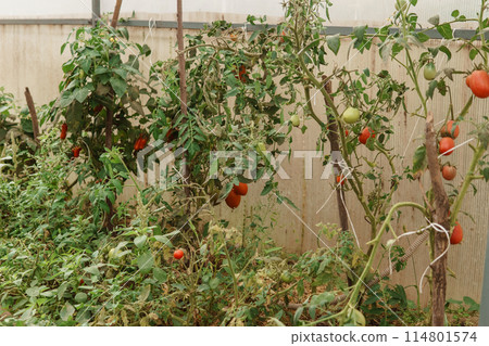Tomatoes are hanging on a branch in the greenhouse. The concept of gardening and life in the country. A large greenhouse for growing homemade tomatoes. Tomatoes are hanging on a branch in the greenhouse. The concept of gardening and life in the country. A large greenhouse for growing homemade tomatoes. 114801574