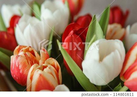 Spring Gift: Bright Tulip Bouquet for a Special March 8th Celebration Spring Gift: Bright Tulip Bouquet for a Special March 8th Celebration 114801611