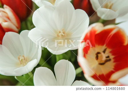 Spring Inspiration: Tulip Bouquet in Honor of International Women's Day Spring Inspiration: Tulip Bouquet in Honor of International Women's Day 114801680