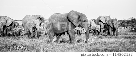 Herd of elephants in the Marico bushveld.  114802182