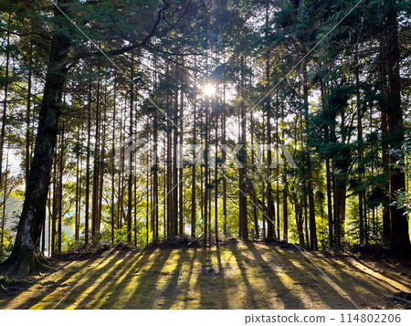 Forest landscape with light Forest landscape with light 114802206