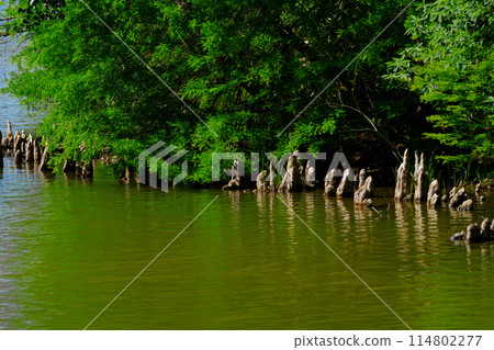 A view of Iwamoto Pond, a reservoir in Aichi Prefecture Forest Park; aerial roots of bald cypress 114802277