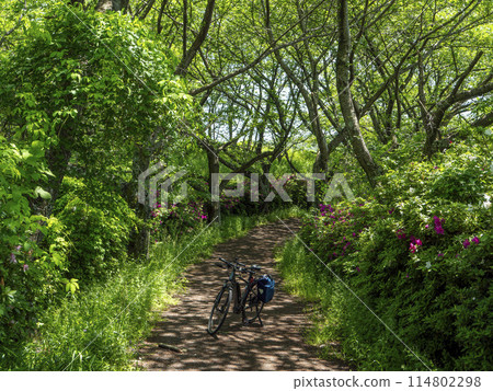 Spring cycling with beautiful fresh greenery Spring cycling with beautiful fresh greenery 114802298