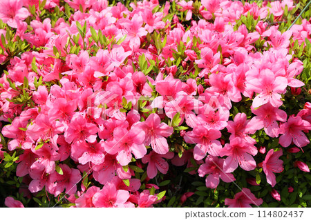 小月的花 114802437