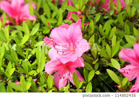 小月的花 114802438