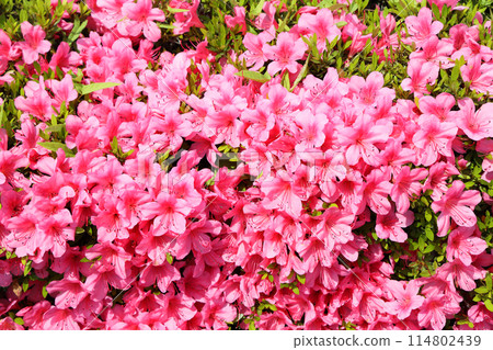 小月的花 小月的花 114802439