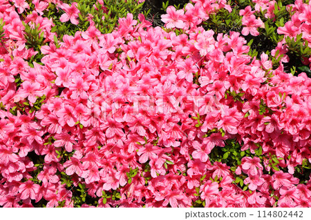 小月的花 114802442