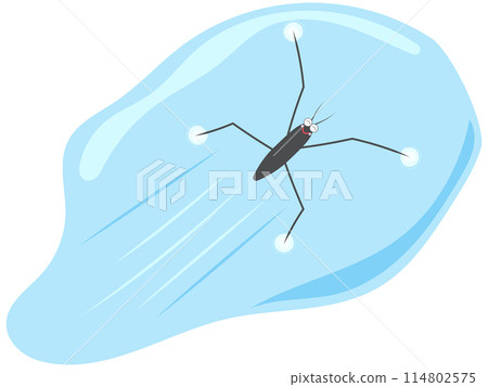A water strider swimming smoothly A water strider swimming smoothly 114802575