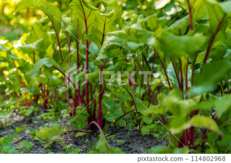 Close up of Red beet. Beetroot plant in the field. Concept of agriculture gardening in country side living. Veganism seasonal vegetable Close up of Red beet. Beetroot plant in the field. Concept of agriculture gardening in country side living. Veganism seasonal vegetable 114802968