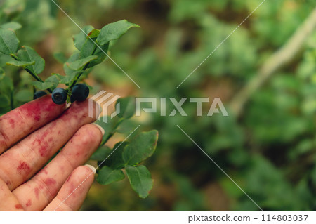 Female hand collecting picking Blueberries in the forest with green leaves. Harvested berries, process of collecting, harvesting and picking berries in the forest. Copy space Bush of ripe wild Female hand collecting picking Blueberries in the forest with green leaves. Harvested berries, process of collecting, harvesting and picking berries in the forest. Copy space Bush of ripe wild 114803037
