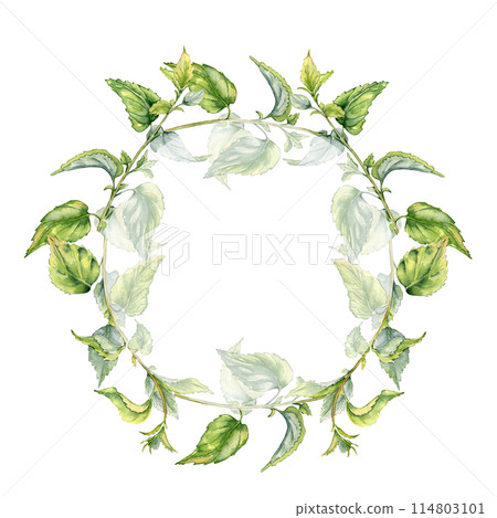 Circle frame with stem of nettle watercolor isolated on white. Illustration of the medicinal plant Urticaria dioica. Frame of stinging plant with green leaves hand drawn. For packaging herb tea 114803101