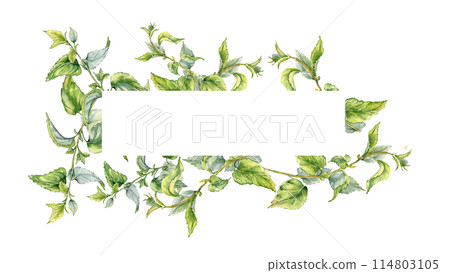Frame with stem of nettle watercolor isolated on white. Illustration of the medicinal plant Urticaria dioica. Frame of stinging plant with green leaves hand drawn. For label, packaging, apothecary 114803105