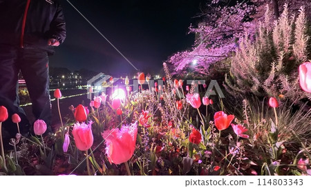 Illuminated tulip fields in spring Illuminated tulip fields in spring 114803343