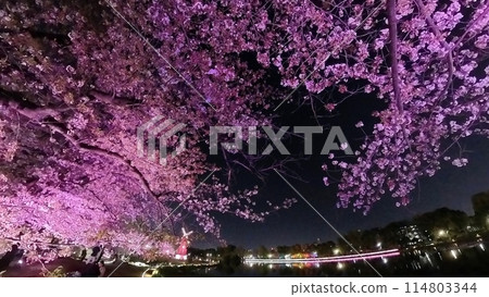 Illuminated tulip fields in spring Illuminated tulip fields in spring 114803344