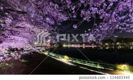 Illuminated tulip fields in spring 114803345