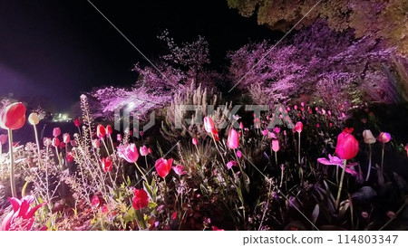 Illuminated tulip fields in spring Illuminated tulip fields in spring 114803347