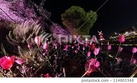 Illuminated tulip fields in spring Illuminated tulip fields in spring 114803348