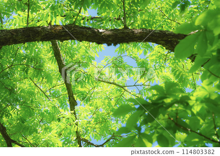 藍天與新綠色的清爽複製空間 114803382