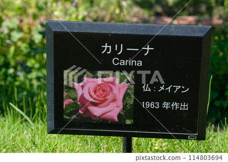 Rose garden tree name tag Rose garden tree name tag 114803694